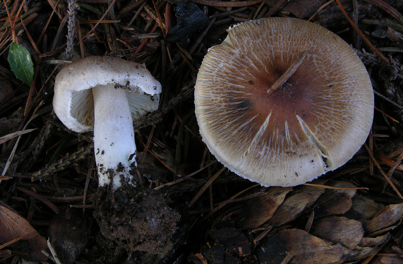 Funghi....dicembrini con alberto.....(parte 2)